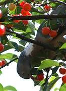 Common Wood Pigeon