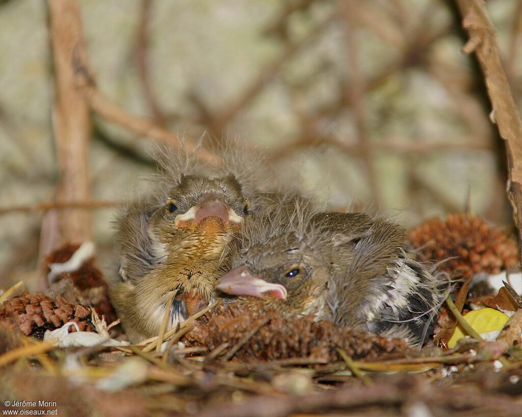 Eurasian Chaffinchjuvenile, identification, Reproduction-nesting