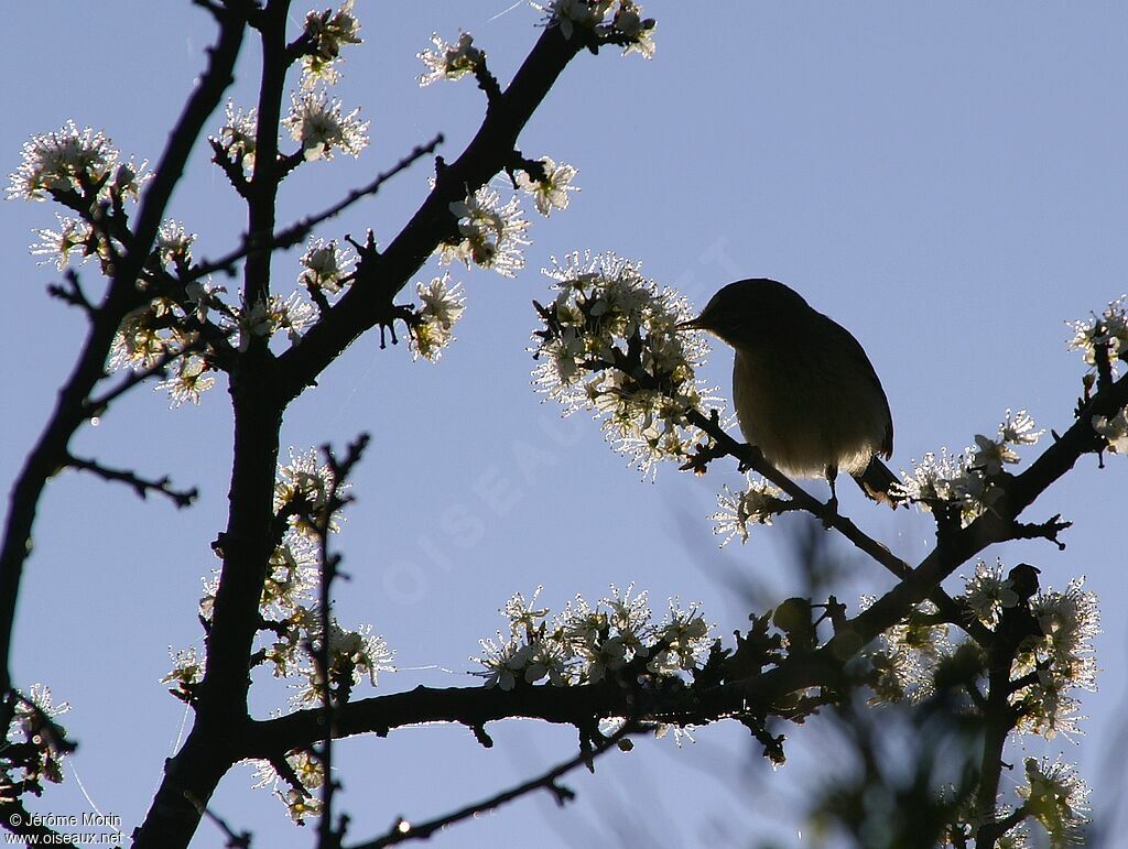 Common Chiffchaffadult, identification, Behaviour