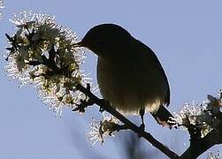 Common Chiffchaff