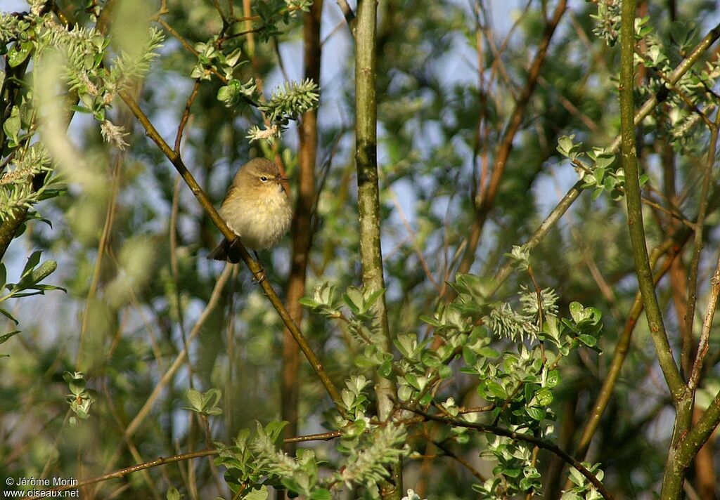 Common Chiffchaffadult, identification