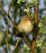 Common Chiffchaff