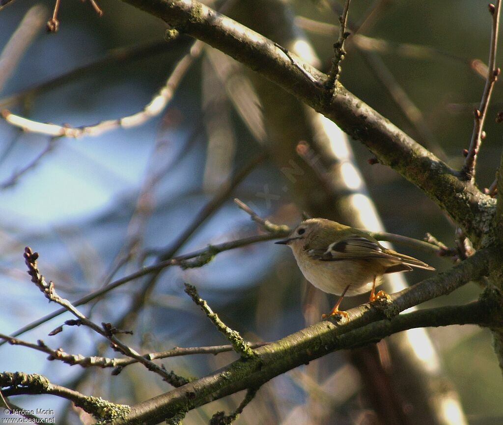 Goldcrestadult, identification