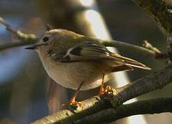 Goldcrest