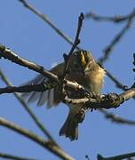 Goldcrest