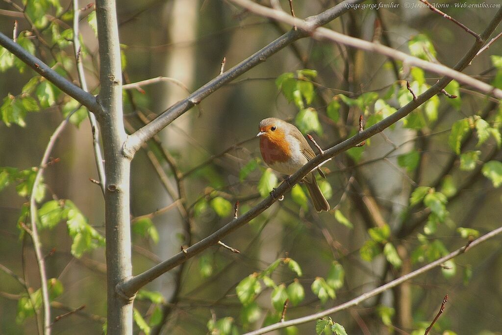 Rougegorge familier