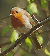 European Robin