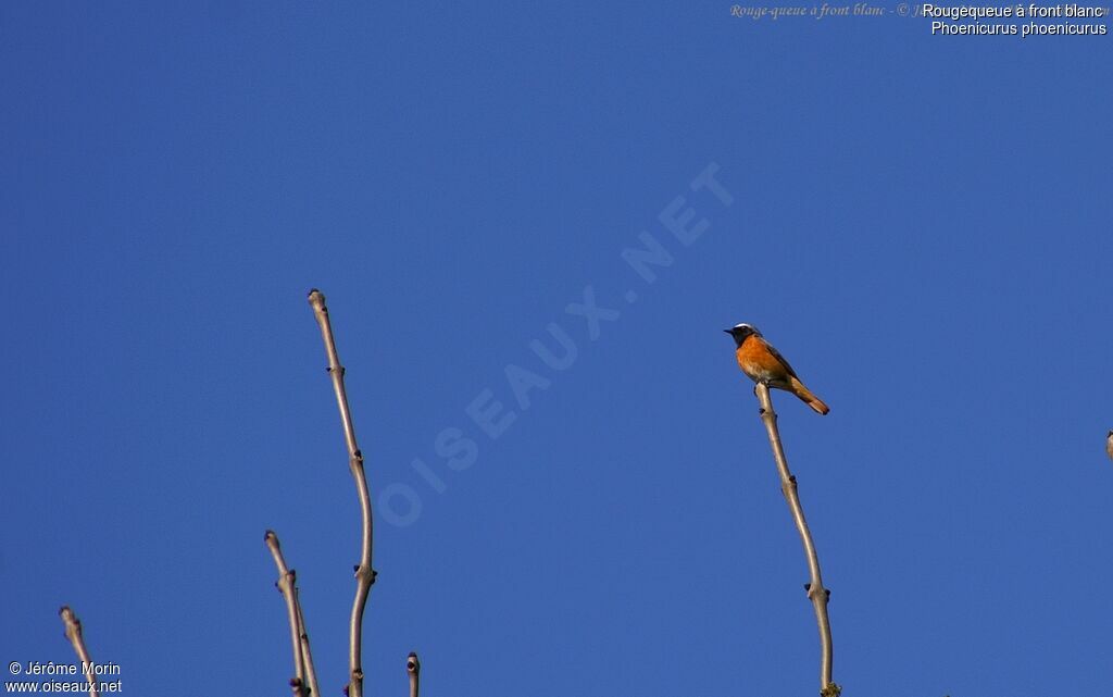 Common Redstart male adult, identification