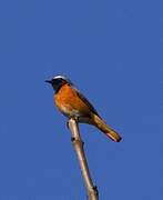 Common Redstart