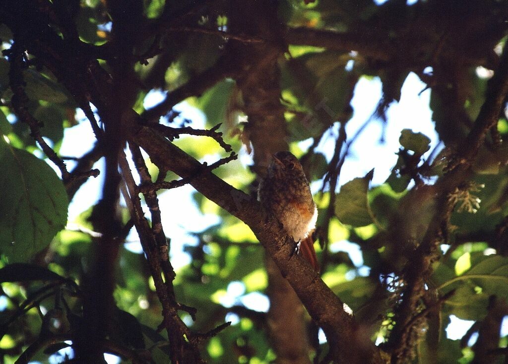 Common Redstart, identification