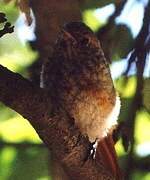 Common Redstart