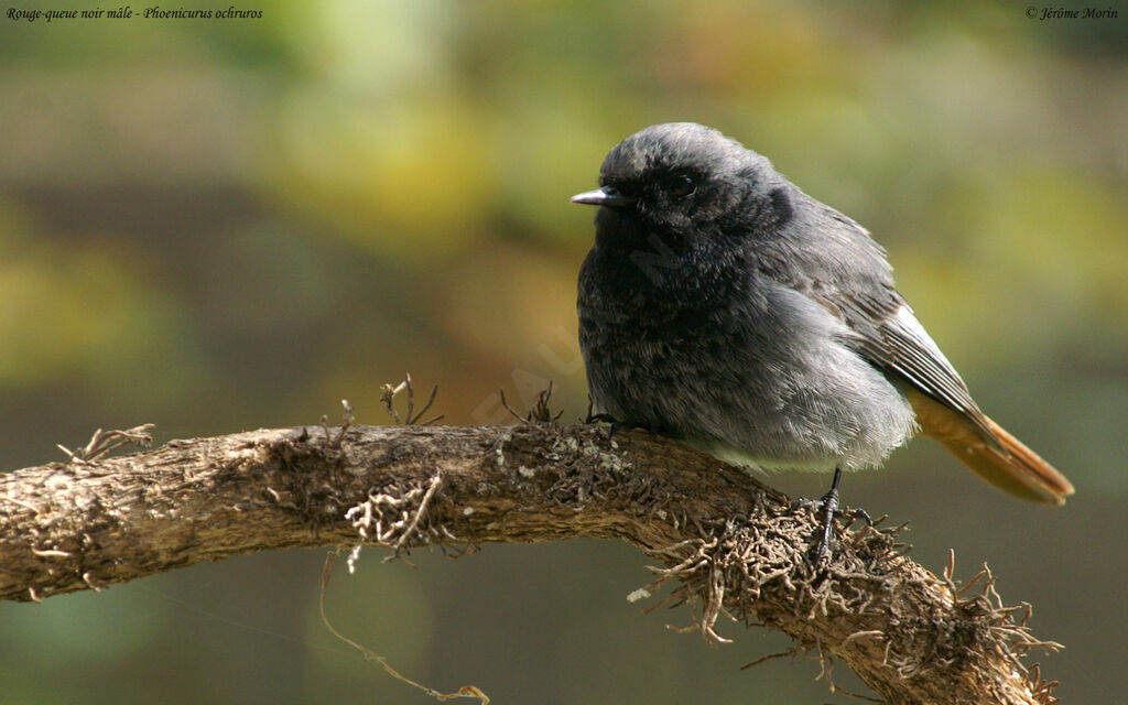 Black Redstart male adult