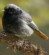 Black Redstart