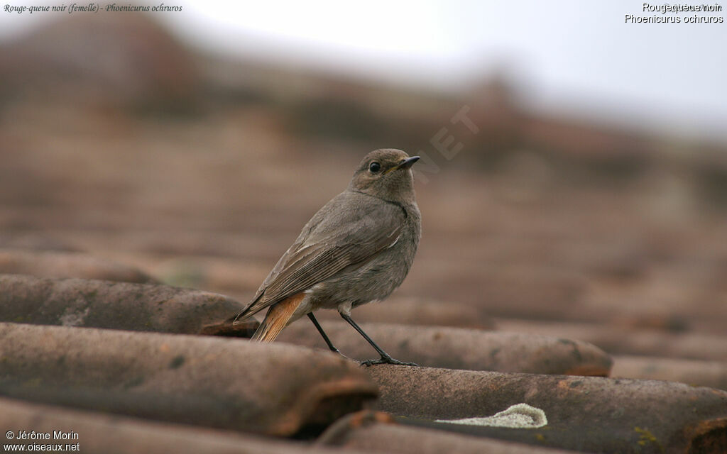 Black Redstart female adult, identification