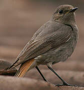 Black Redstart