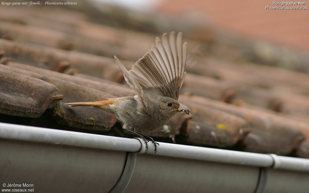 Black Redstart female adult, Flight, feeding habits