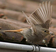 Black Redstart