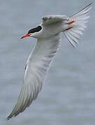 Common Tern