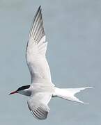 Common Tern