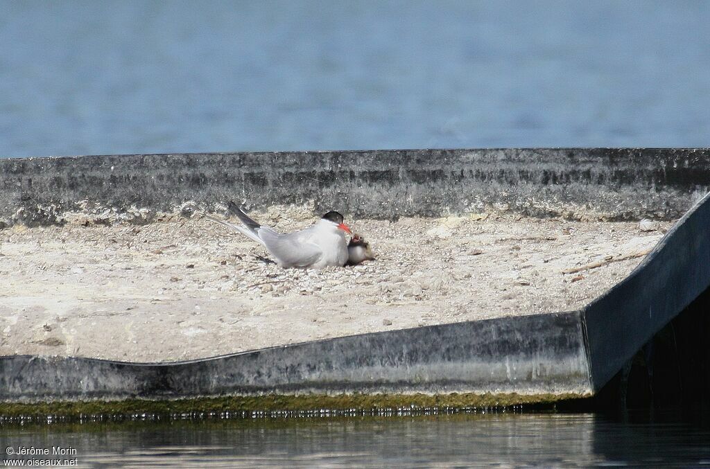 Common Ternadult, identification, Reproduction-nesting