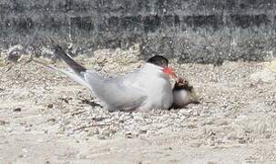 Common Tern