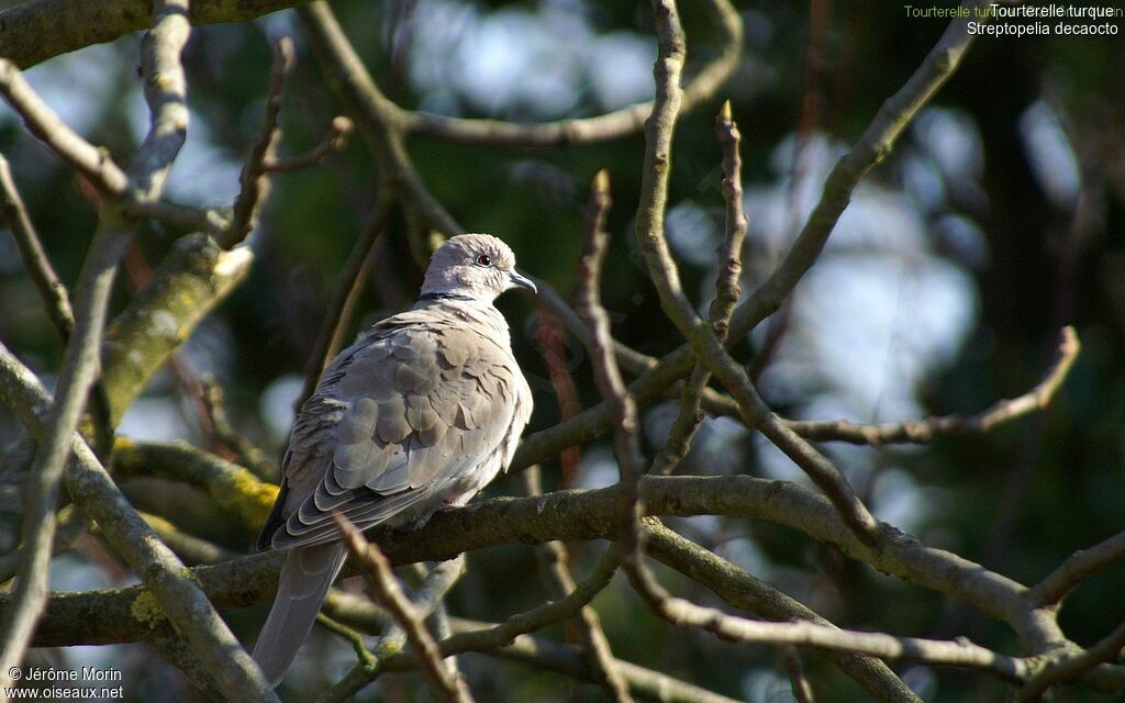 Eurasian Collared Doveadult, identification