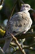 Eurasian Collared Dove