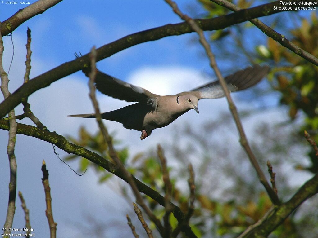 Eurasian Collared Doveadult, Flight