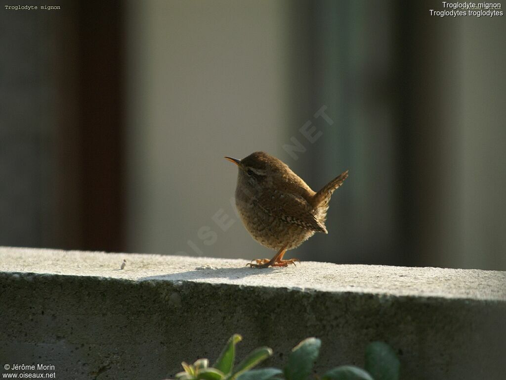 Troglodyte mignon mâle adulte, identification