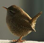 Eurasian Wren