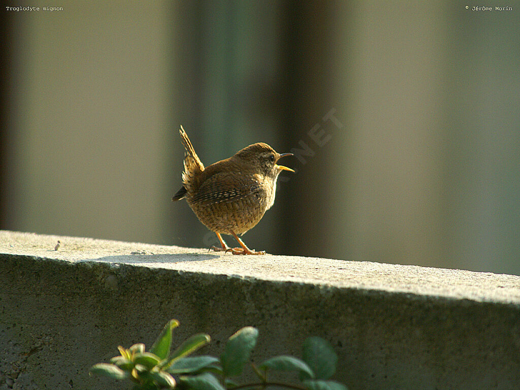 Eurasian Wren male adult, song