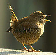 Eurasian Wren