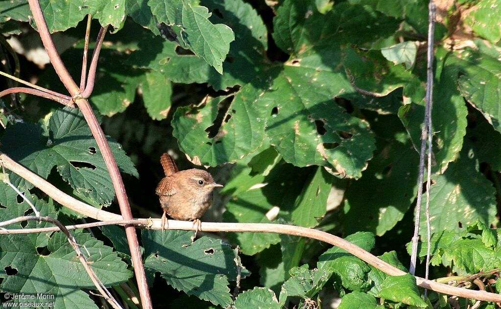 Troglodyte mignonadulte, identification