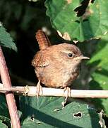 Eurasian Wren