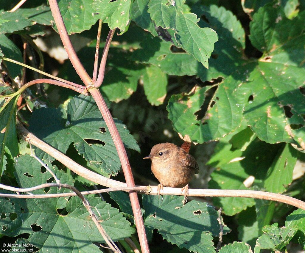 Troglodyte mignonadulte, identification