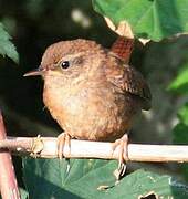 Eurasian Wren