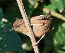 Eurasian Wren