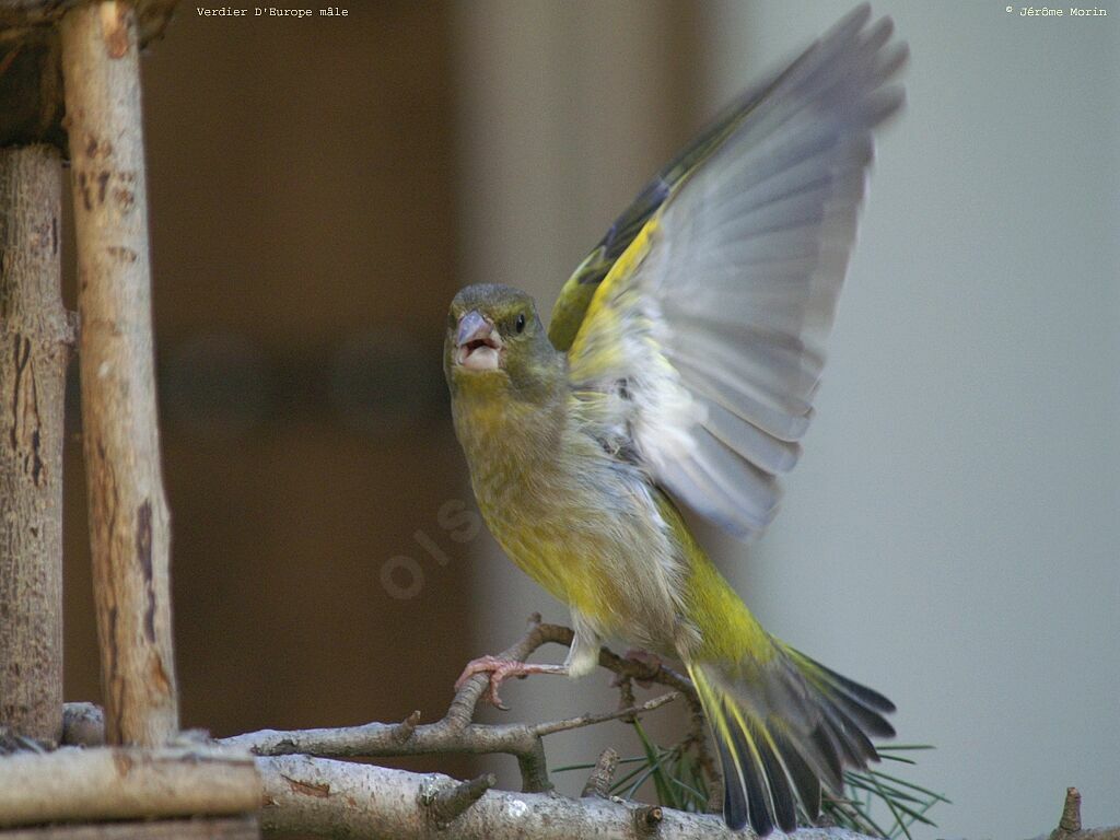 European Greenfinch male adult, identification