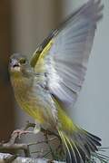 European Greenfinch