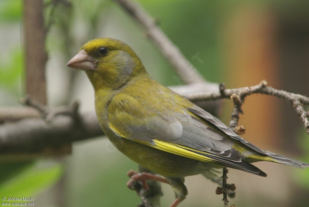 European Greenfinch male adult, identification