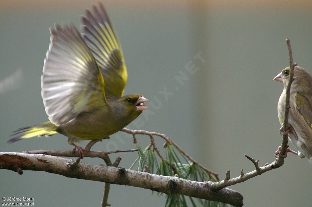 European Greenfinch adult, feeding habits, Behaviour