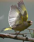 European Greenfinch