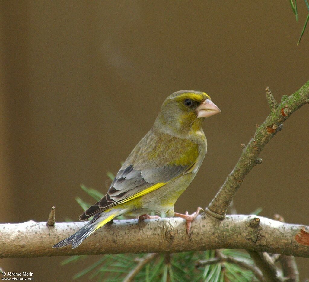 European Greenfinch male adult, identification