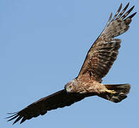 Reunion Harrier