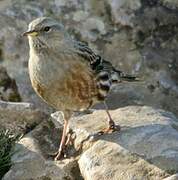 Alpine Accentor