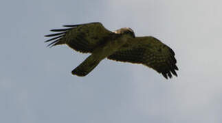 Ayres's Hawk-Eagle