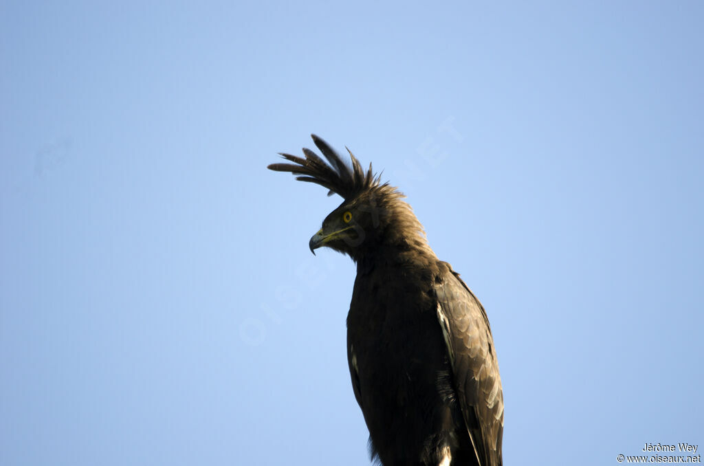 Long-crested Eagle