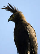 Long-crested Eagle