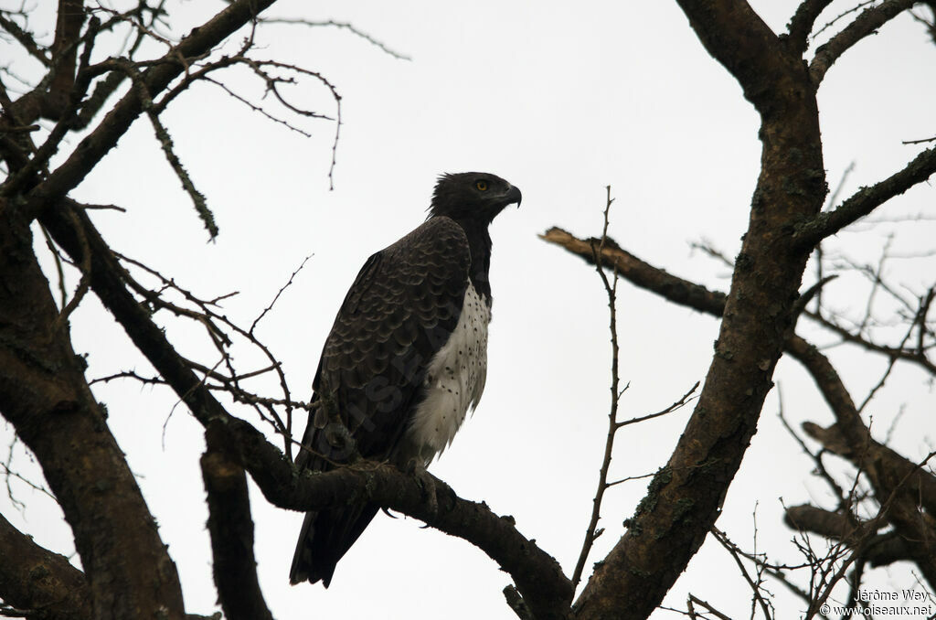 Martial Eagle