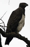 Martial Eagle